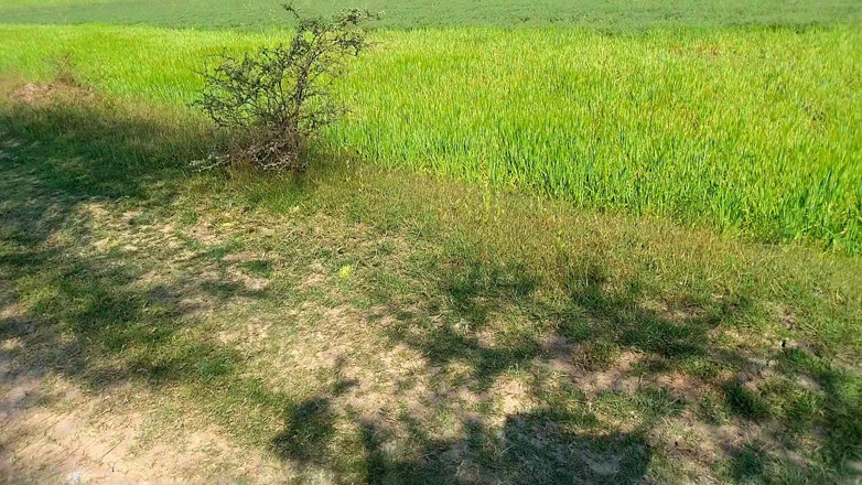 AKXpro: Didi's Friend Sucked His Cock in the Fields, Girlfriend's Mouth...
