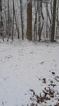 Spazieren Im Schnee