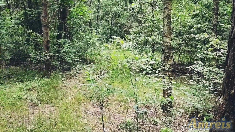 Amreis: 당신이 걸을 때, 당신은 항상 당신의 자지를 경련하고 공을 비워야한다.