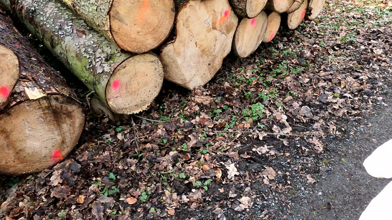 Bouncy Tits Action: Coño abofeteando mit dem lineal im Wald