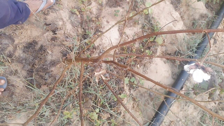 BlondeTroubleshootor: Desi chłopak szarpanie jego wielki nieoszlifowy kutas