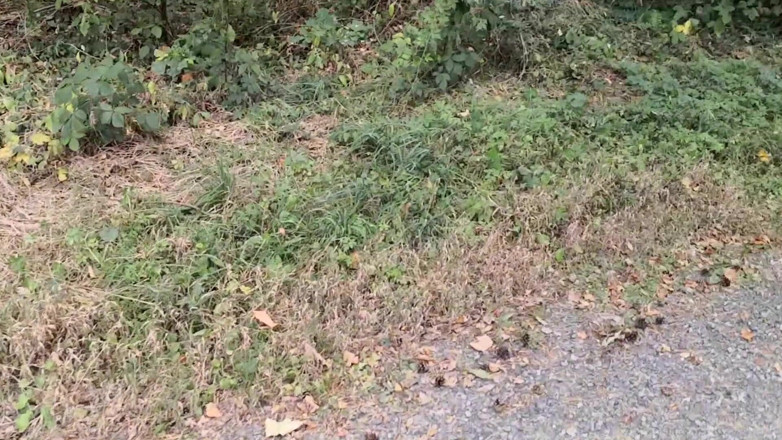 Bouncy Tits Action: Punishment Walk - Stuffing Her Bra and Panties in the Woods