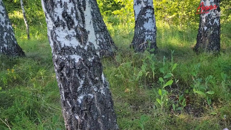 Anna Fire: Voglio scopare proprio adesso! Andiamo nella foresta... - Punto di vista...