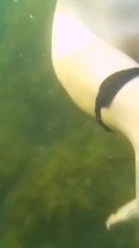 Swimming and Flashing in the Sea