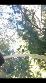 Pissing in My Backyard