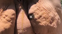 Cougar Drop Her Clothes and Yellow Piss Blows