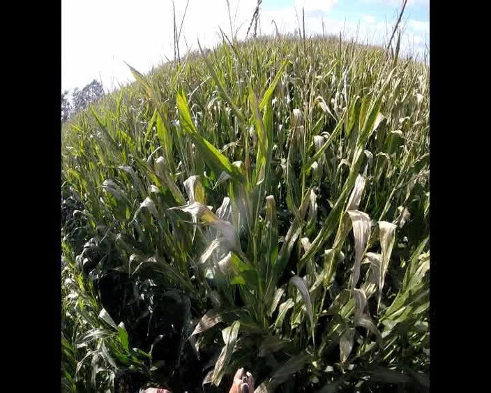 Andy: Procházka po kukuřici