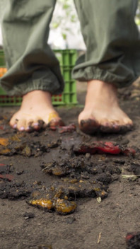 Écrasement de tomates pieds nus dans la saleté ASMR