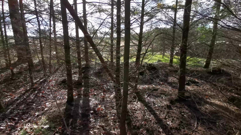 Bouncy Tits Action: Painful Nipple Pulling in the Woods