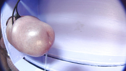 Gaylectrician: Pancutan mani e-stim 21-11-22
