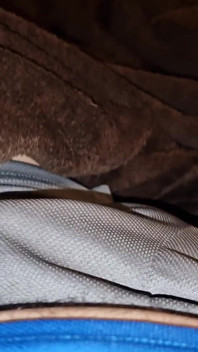 fucking My Shorts and Staining Them with Precum, for All of You Bulge Lovers