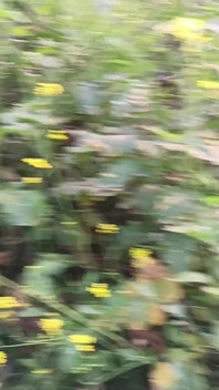 Once Again the Brother-in-law Fucked the New Sister-in-law in the Mustard Field.outdoor Sex