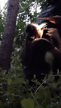 Je baise ma demi-sœur par la bouche dans les bois pour que son copain ne nous attrape pas