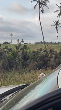 Naked Busty Blonde Walks by Car on Public Road