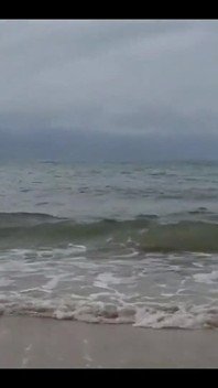 Saya Bertemu Dengan Dua Kucing Di Pantai Dan Dibuat Dengan Mereka Di Sana