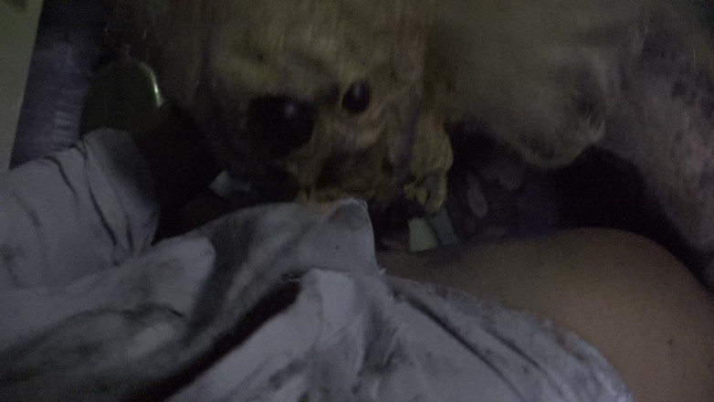 Horror porn: ホラーポルノ17:メスのクモ