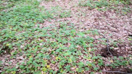 Bouncy Tits Action: Nettle play on ass outdoors