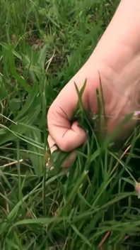 Cul dans l’herbe