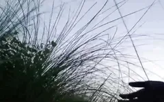 I Went Out to Do Mangal in the Jungle in the Morning // Watch Full Video, You Will Enjoy