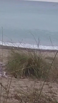 French Teacher Slut Blowjob Amateur on Nude Beach Public Front Stranger with Cumshot - Misscreamy