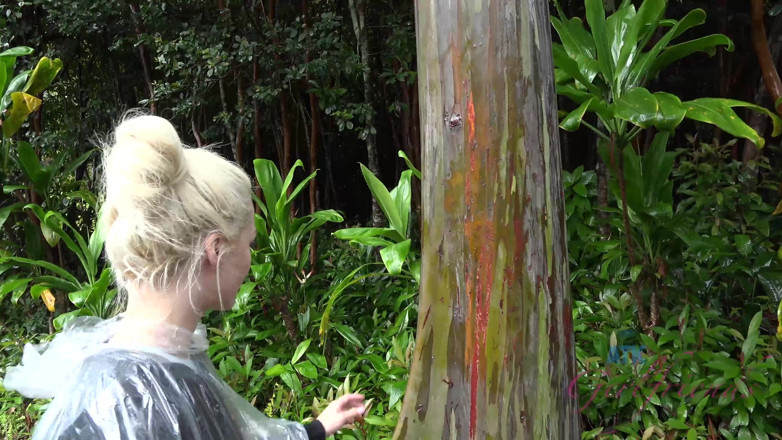 ATK Fans (Girlfriends): Virtual Vacation Hawaii with Elsa Jean 5/8