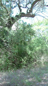 Tania Kiss: a Little Pee in Nature for the Young French Tania Kiss
