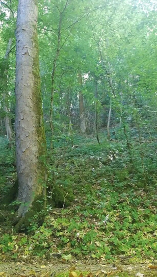 Babe2race: Masturbation in the forest during the lunch break