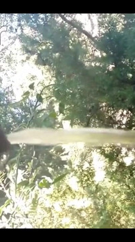 Pissing in My Backyard