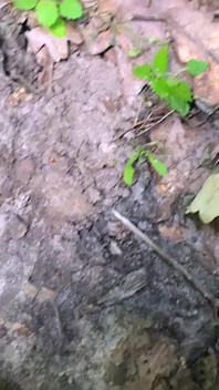 Cette Brune Stupide a Cassé Un Vélo Dans La forêt Et a Payé Avec Une Chatte Pour Les Réparations! Couché En Levrette