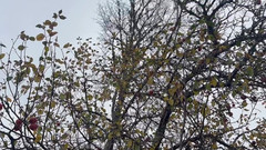 sweethanajapanese: Chcací kundička Hana Sexy na studený vzduch Nahrávejte video chcaní...