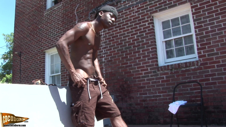 CocoDorm: Dierenriem