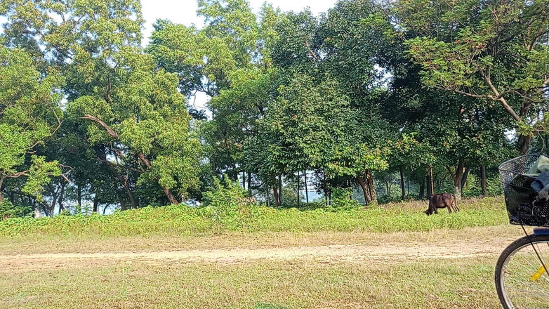 LinearOrnament35: Latihan Land Ko Lamba Karo Karke