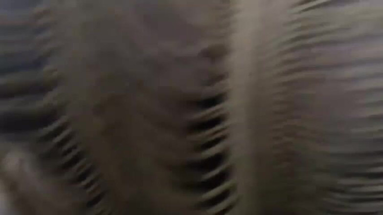 Legendary Booty Overdose: Wanita gemuk kulit hitam memerah payudaranya dan masturbasi