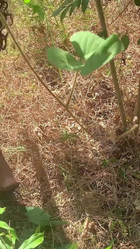 O desejo que surgiu quando eu fui para a floresta para trazer algo para cozinhar.