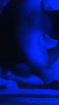 Sexo nocturno completo con mujer sexy, ella quiere lamiendo su coño y luego follando