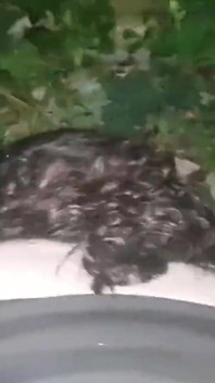 YoungEnglishbbw 大黑屌 nata4sex 在户外狗式抽插我的阴户