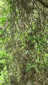 Ein Spaziergang im wald und nackte Spielzeit
