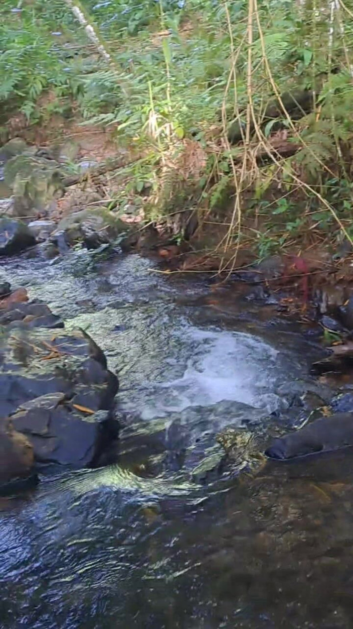 Valera Toro: 森林中的热精爆炸