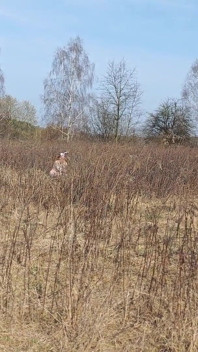 Coniglio Polacco Scopata Nel Campo. Succhia Il Cazzo Fino a Quando Non Viene Sulle Tette.