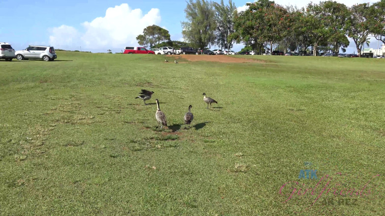 ATK Fans (Girlfriends): Virtueller urlaub in Hawaii mit Elena Koshka teil 1
