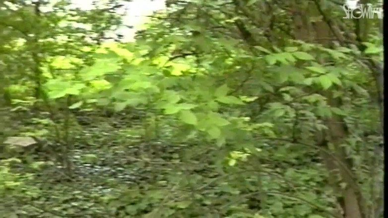 Showtime Official: 没有亲密关系 - 完整电影 - 意大利视频恢复高清