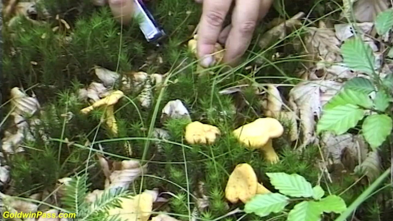 Goldwin pass: モンスターおっぱい継母は森の中で楽しんでいます