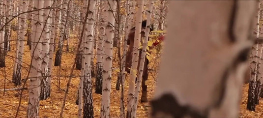 Playground porn: A dat în gura unei fete în pădure