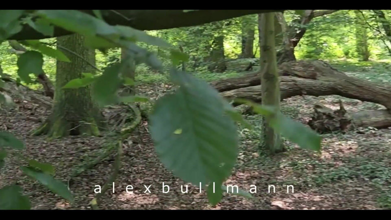 AlexBullmann: Het bos