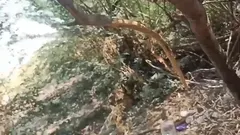 Desi Aunty Dogy Sex