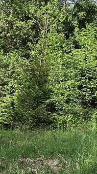 Mi masturbavo fuori nel bosco completamente nudo, enorme