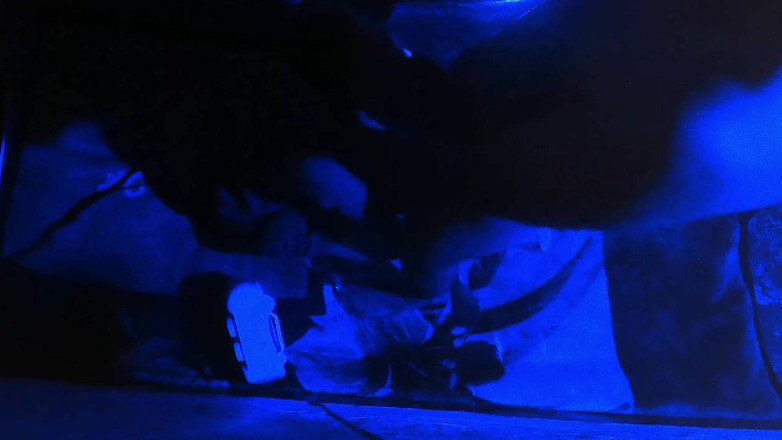 Busty Banuu: Індійська гаряча пара трахається