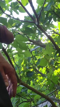 Outdoor Piss