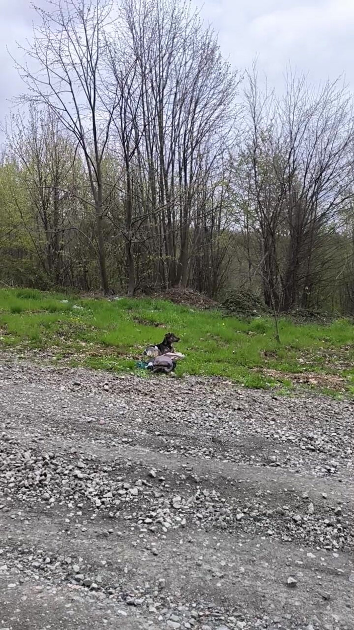 FenekManul: Pee on the Little Sidehill