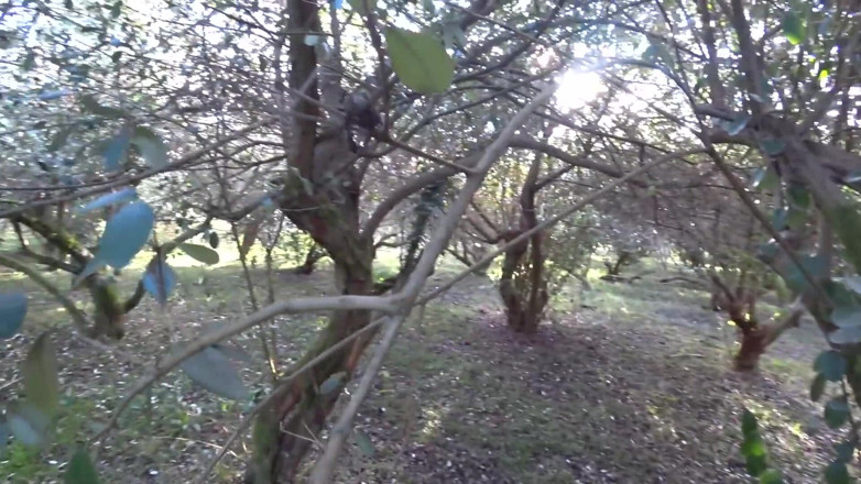Waldemaria: Hot Body 18 Teen Gets Fucked in the Fruit Forest - Outdoor...